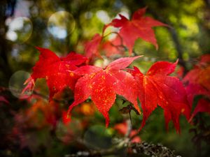 Preview wallpaper maple, autumn, maple leaves, red, macro