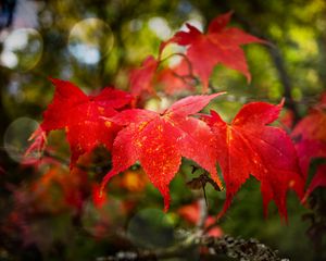 Preview wallpaper maple, autumn, maple leaves, red, macro