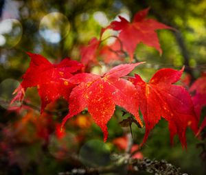 Preview wallpaper maple, autumn, maple leaves, red, macro