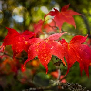 Preview wallpaper maple, autumn, maple leaves, red, macro