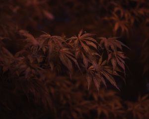 Preview wallpaper maple, autumn, red, leaves