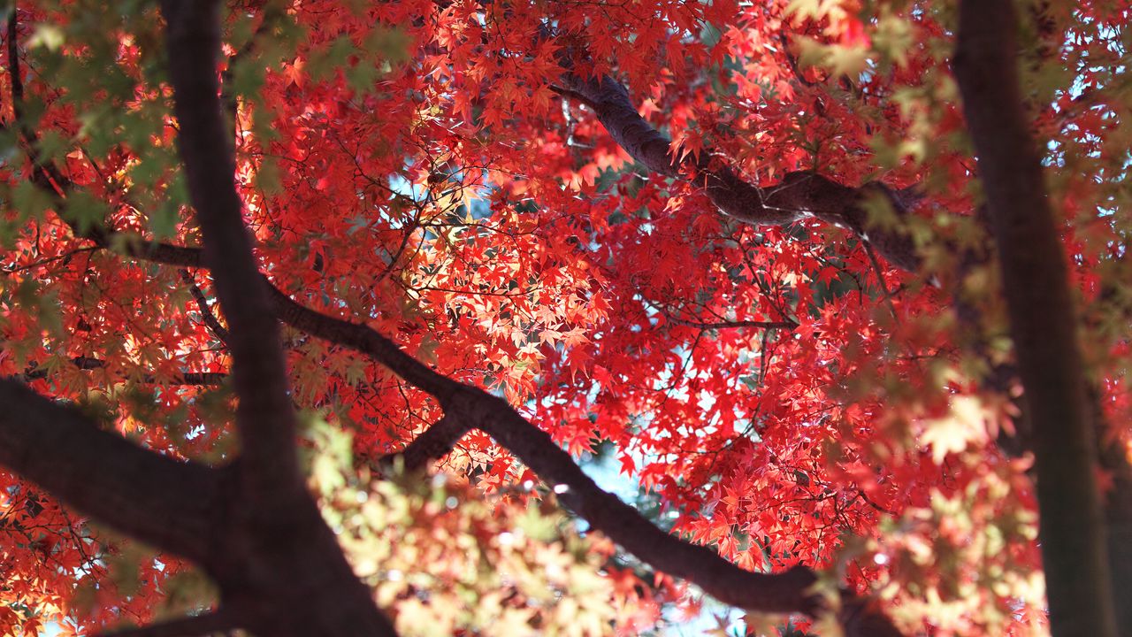 Wallpaper maple, autumn, tree, leaves, nature