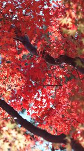 Preview wallpaper maple, autumn, tree, leaves, nature