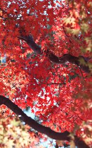 Preview wallpaper maple, autumn, tree, leaves, nature