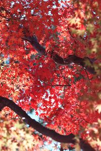 Preview wallpaper maple, autumn, tree, leaves, nature