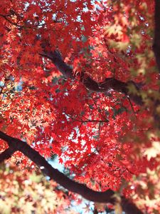 Preview wallpaper maple, autumn, tree, leaves, nature