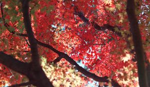 Preview wallpaper maple, autumn, tree, leaves, nature