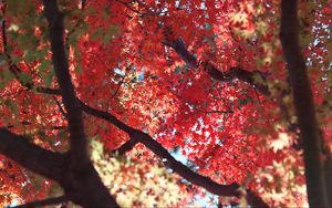 Preview wallpaper maple, autumn, tree, leaves, nature