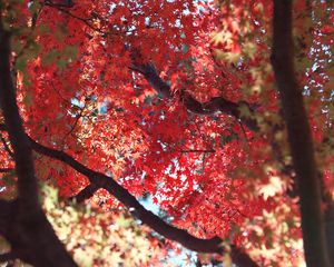 Preview wallpaper maple, autumn, tree, leaves, nature