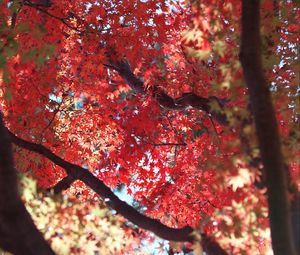 Preview wallpaper maple, autumn, tree, leaves, nature