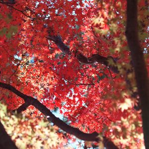 Preview wallpaper maple, autumn, tree, leaves, nature