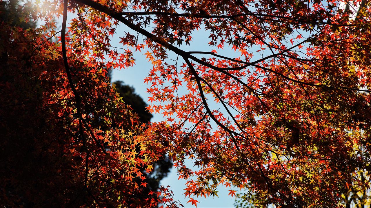 Wallpaper maple, autumn, trees, branches