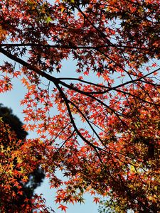 Preview wallpaper maple, autumn, trees, branches