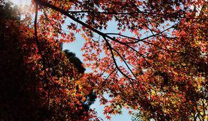 Preview wallpaper maple, autumn, trees, branches