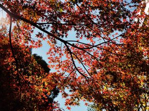 Preview wallpaper maple, autumn, trees, branches