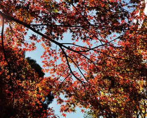 Preview wallpaper maple, autumn, trees, branches