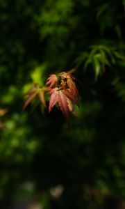 Preview wallpaper maple, blur, leaves, branch