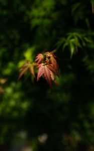 Preview wallpaper maple, blur, leaves, branch
