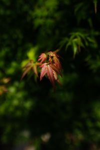 Preview wallpaper maple, blur, leaves, branch