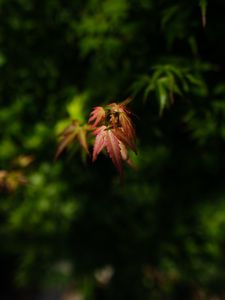 Preview wallpaper maple, blur, leaves, branch