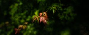 Preview wallpaper maple, blur, leaves, branch