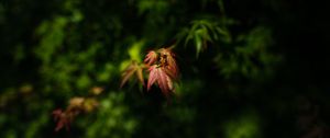 Preview wallpaper maple, blur, leaves, branch
