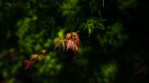 Preview wallpaper maple, blur, leaves, branch