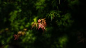 Preview wallpaper maple, blur, leaves, branch