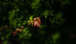 Preview wallpaper maple, blur, leaves, branch