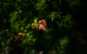 Preview wallpaper maple, blur, leaves, branch