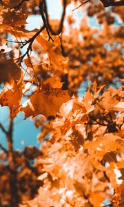 Preview wallpaper maple, branch, autumn, leaves