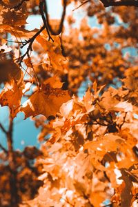Preview wallpaper maple, branch, autumn, leaves