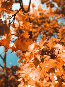 Preview wallpaper maple, branch, autumn, leaves