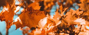 Preview wallpaper maple, branch, autumn, leaves