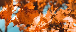 Preview wallpaper maple, branch, autumn, leaves