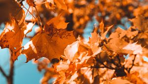 Preview wallpaper maple, branch, autumn, leaves