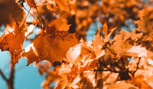 Preview wallpaper maple, branch, autumn, leaves