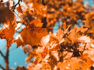 Preview wallpaper maple, branch, autumn, leaves