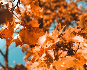 Preview wallpaper maple, branch, autumn, leaves