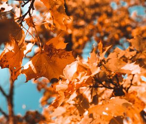 Preview wallpaper maple, branch, autumn, leaves