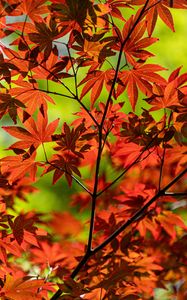 Preview wallpaper maple, branch, leaves, red, autumn