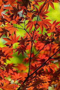 Preview wallpaper maple, branch, leaves, red, autumn