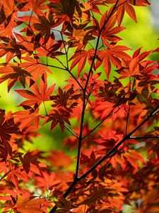 Preview wallpaper maple, branch, leaves, red, autumn