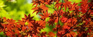 Preview wallpaper maple, branch, leaves, red, autumn