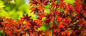 Preview wallpaper maple, branch, leaves, red, autumn