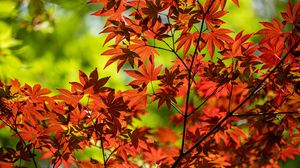 Preview wallpaper maple, branch, leaves, red, autumn