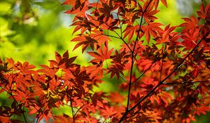 Preview wallpaper maple, branch, leaves, red, autumn