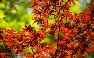 Preview wallpaper maple, branch, leaves, red, autumn