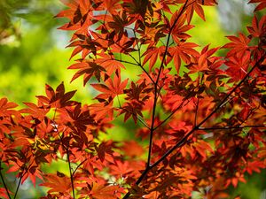 Preview wallpaper maple, branch, leaves, red, autumn