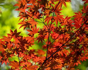 Preview wallpaper maple, branch, leaves, red, autumn